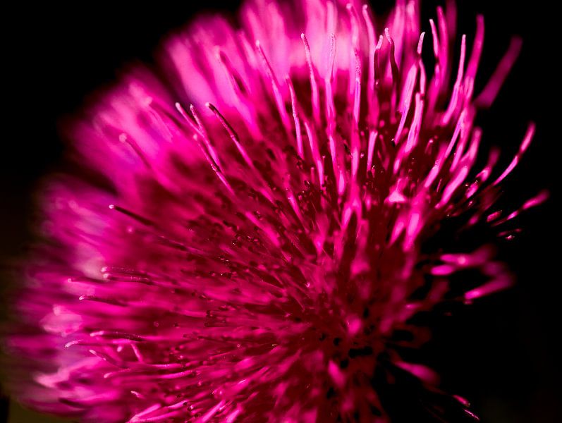 rose thistle by Marieke Funke