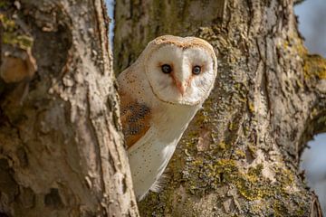 Barn owl in the tree