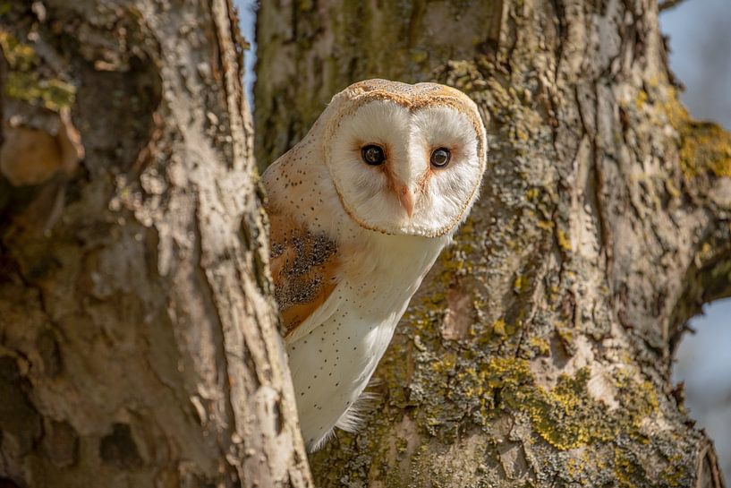 Barn owl in the tree by Tanja van Beuningen