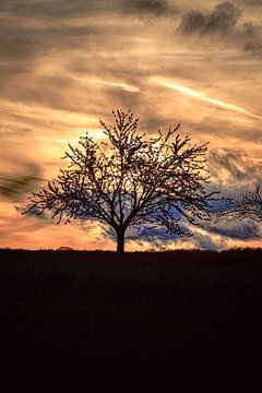 Baum am Abend von Thomas Heitz