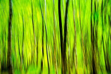 Bos in het groen - studie van Hans Kwaspen