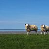 Deux moutons debout sur la digue de mer près de Zwarte Haan sur Helene Ketzer