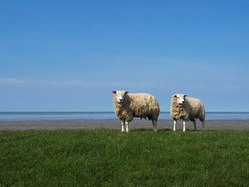 Twee staande schapen bij Zwarte Haan op de zeedijk