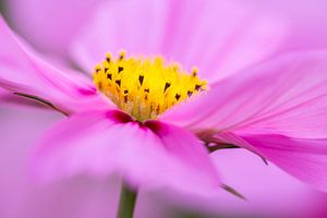 Cosmea