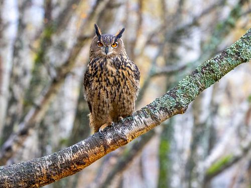Eagle owl in forest