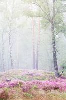 Misty forest on the Veluwe