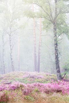 Mistig bos op de Veluwe