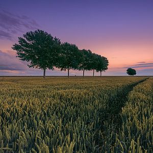 Sommerabend im Polder Johannes Kerkhoven