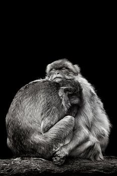 Cuddling Barbary macaques