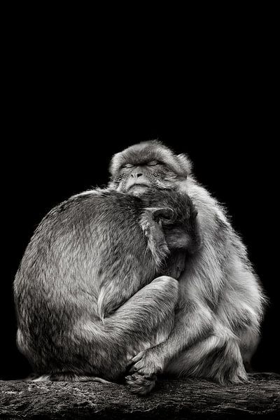 Câlins de macaques de Barbarie par Mirthe Vanherck
