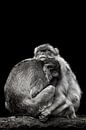 Cuddling Barbary macaques by Mirthe Vanherck thumbnail