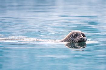 Kegelrobbe im See Jökulsárlón