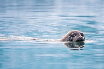 Grijze zeehond in het Jökulsárlón meer van Danny Slijfer Natuurfotografie