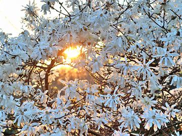 Prachtige bloesem van een fruitboom in de lente van MPfoto71