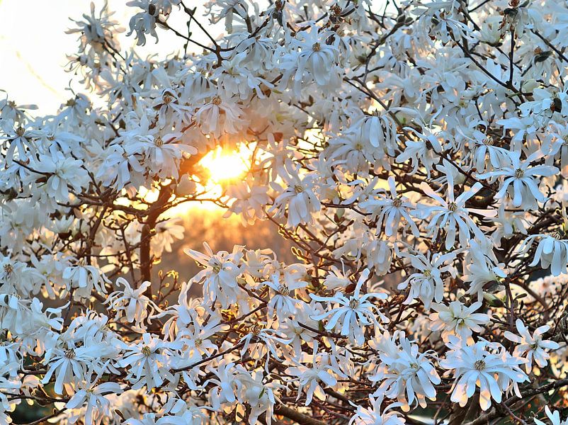Splendide fleur d'un arbre fruitier au printemps par MPfoto71