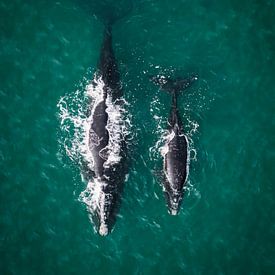 top down foto van 2 walvissen moeder en kalf van Thea.Photo