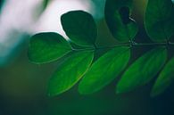 Vol groen blad in een dorre herfst van Lizet Wesselman thumbnail