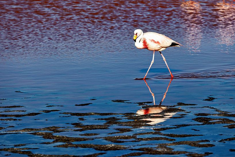 The flamingos of Laguna Colorada by Roland Brack