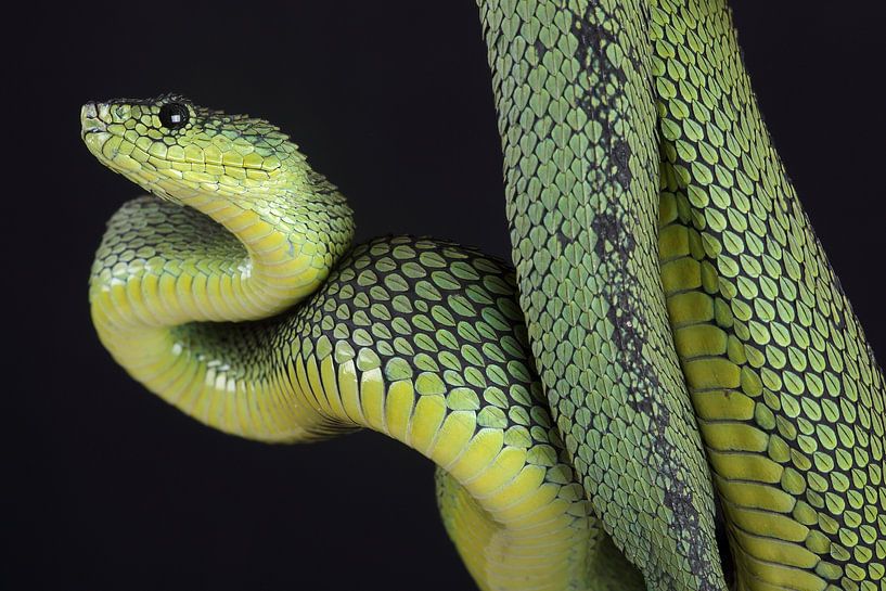 Vipère arboricole de Nitsche (Atheris nitschei) par Ronald Pol