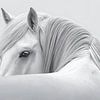 Horse Portrait in Black and White van PixelMint.