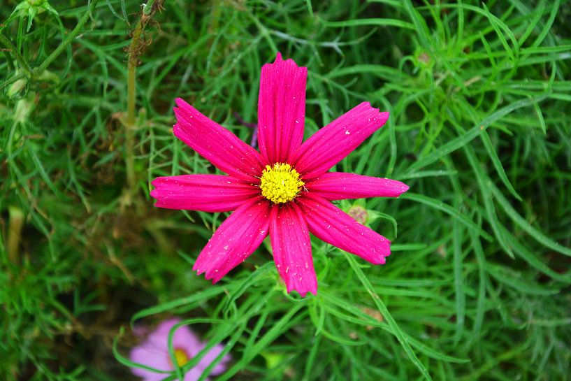 fuchsia bloem von Gerrit Neuteboom