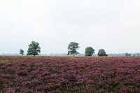 Heideveld in Balloo