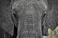 Olifant