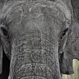 Elefant von Esther van der Linden