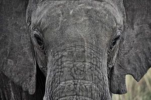 Elephant by Esther van der Linden