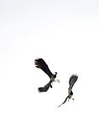 Lapwing lapwings (B/W)