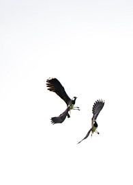 Baltsende Kievieten (Z/W) van Kees Ham