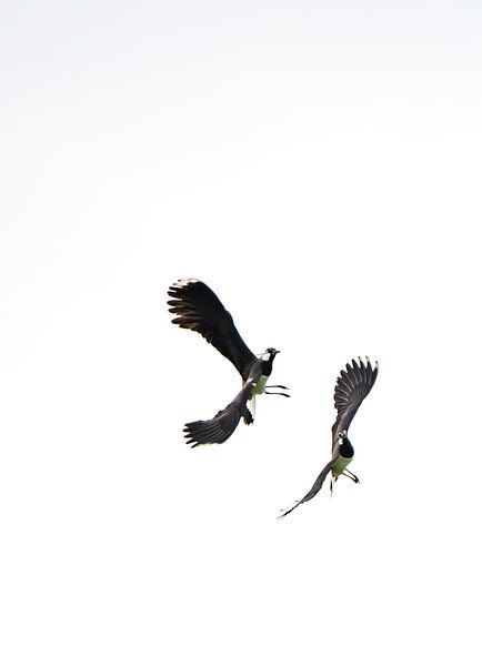 Lapwing lapwings (B/W) by Kees Ham