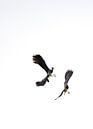 Lapwing lapwings (B/W) by Kees Ham thumbnail