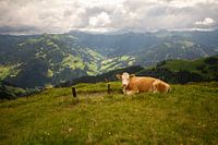 enjoy the view