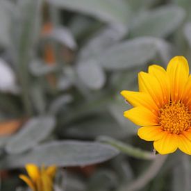 Gelbe Blume von Fanny N