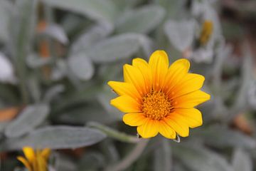 Gelbe Blume von Fanny N