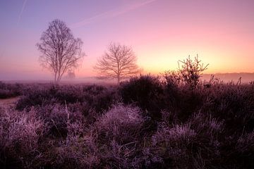 Ermelose Heide sur Eddy Westdijk