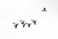 Barnacle geese in flight