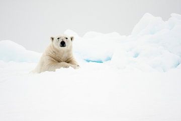 Ijsbeer in de sneeuw op Spitsbergen