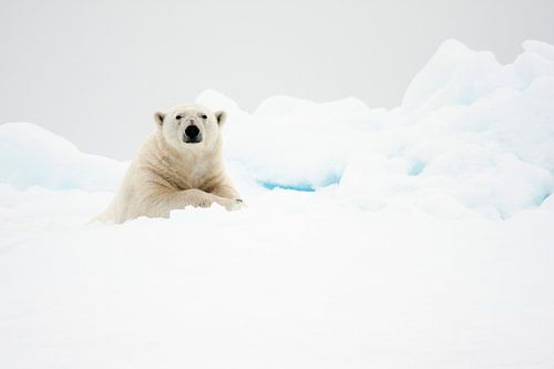 Ijsbeer in de sneeuw op Spitsbergen