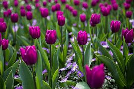 Tweeling von Chris Snoek