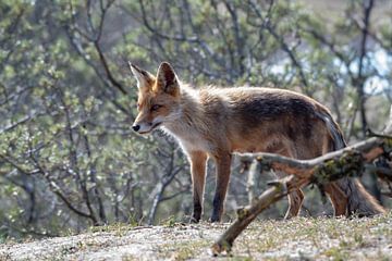 Fox by Merijn Loch
