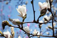Magnolia van Raoul Suermondt thumbnail