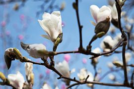 Magnolie von Raoul Suermondt