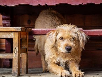Hund in China von Stijn Cleynhens