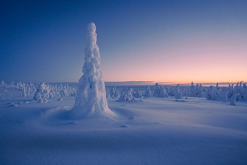 Verschneite Bäume im ersten Tageslicht.