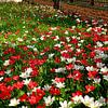 Farbenpracht im Frühling von Thomas Riess