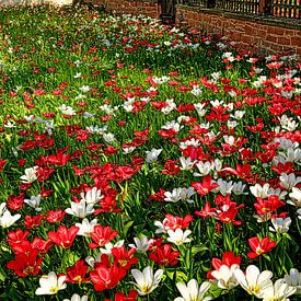 Farbenpracht im Frühling von Thomas Riess