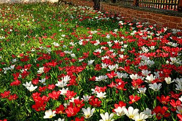 Kleurenpracht in de lente van Thomas Riess