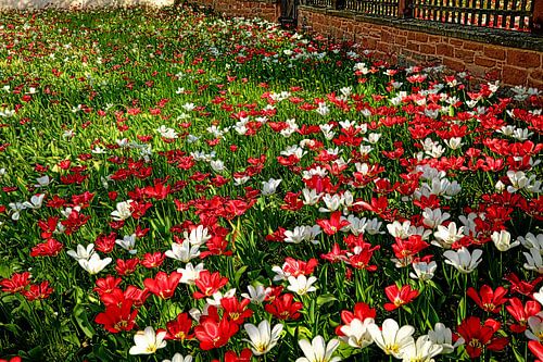 Farbenpracht im Frühling von Thomas Riess